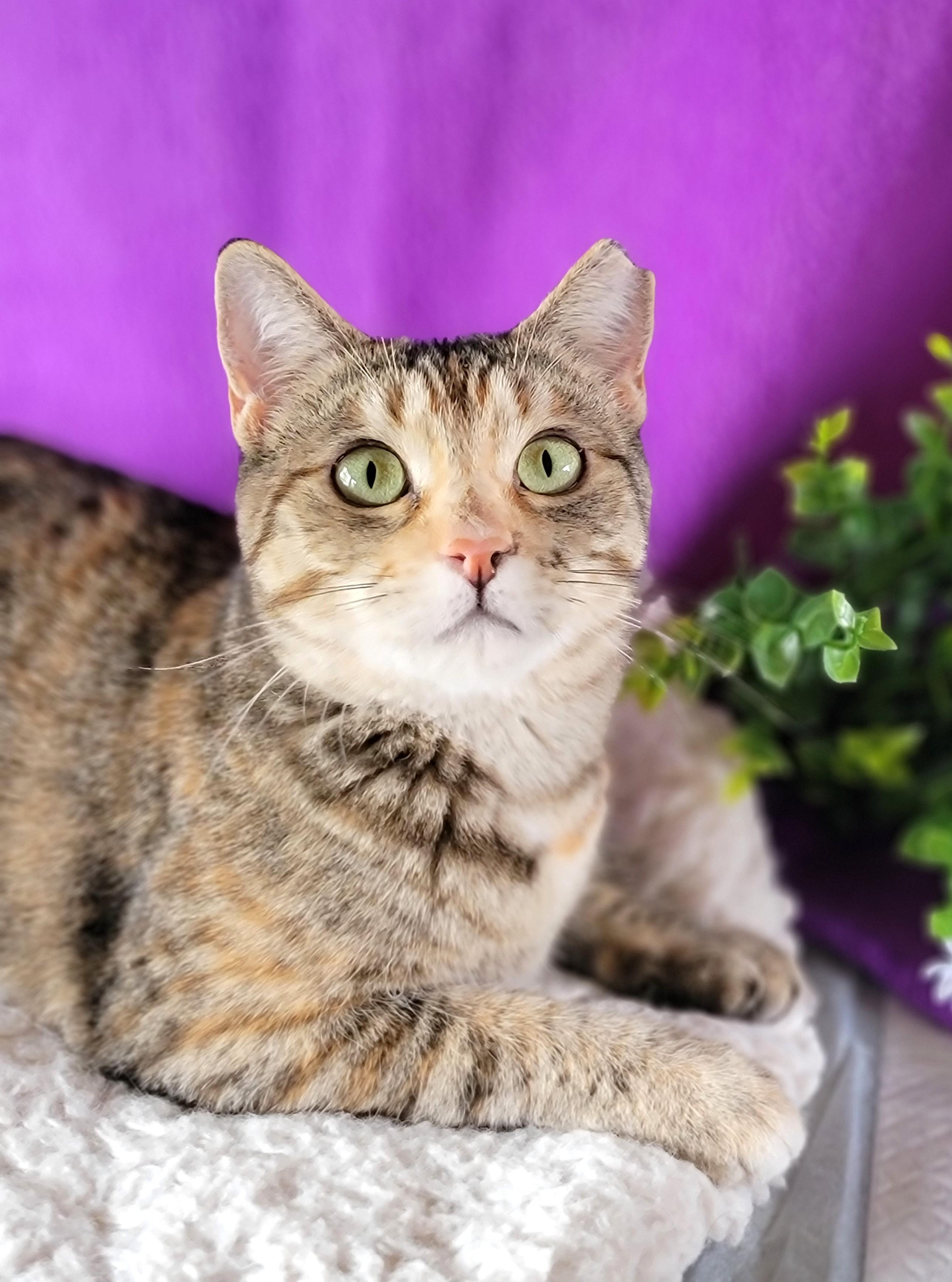 Feona, an adoptable Domestic Short Hair in Washoe Valley, NV image 2/3