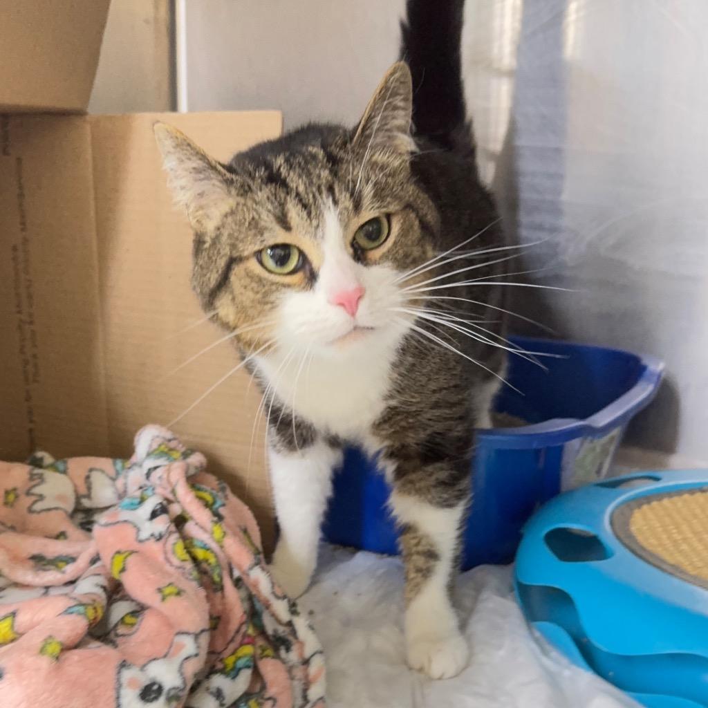 Thumper (R.J.), Adopted, Adult Male Domestic Short Hair.