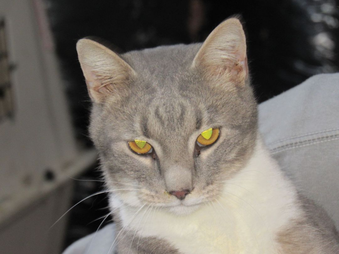 JUNE BUG, Adopted, Adult Male American Shorthair.
