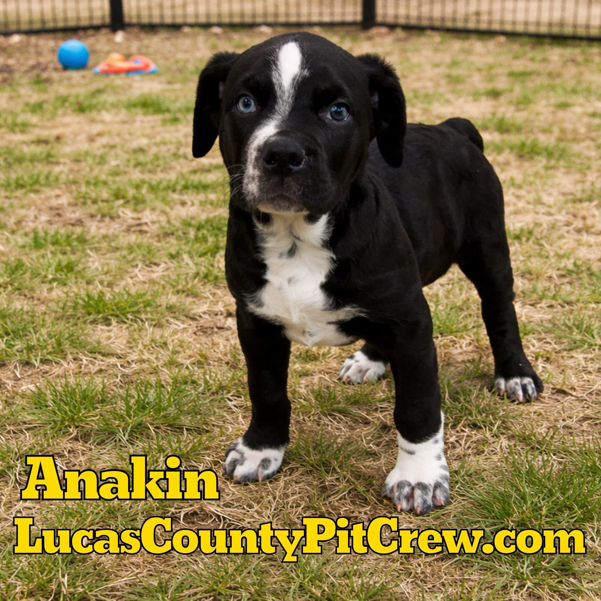Enlarge Anakin, an adopted mixed breed in Toledo, OH image 1/1