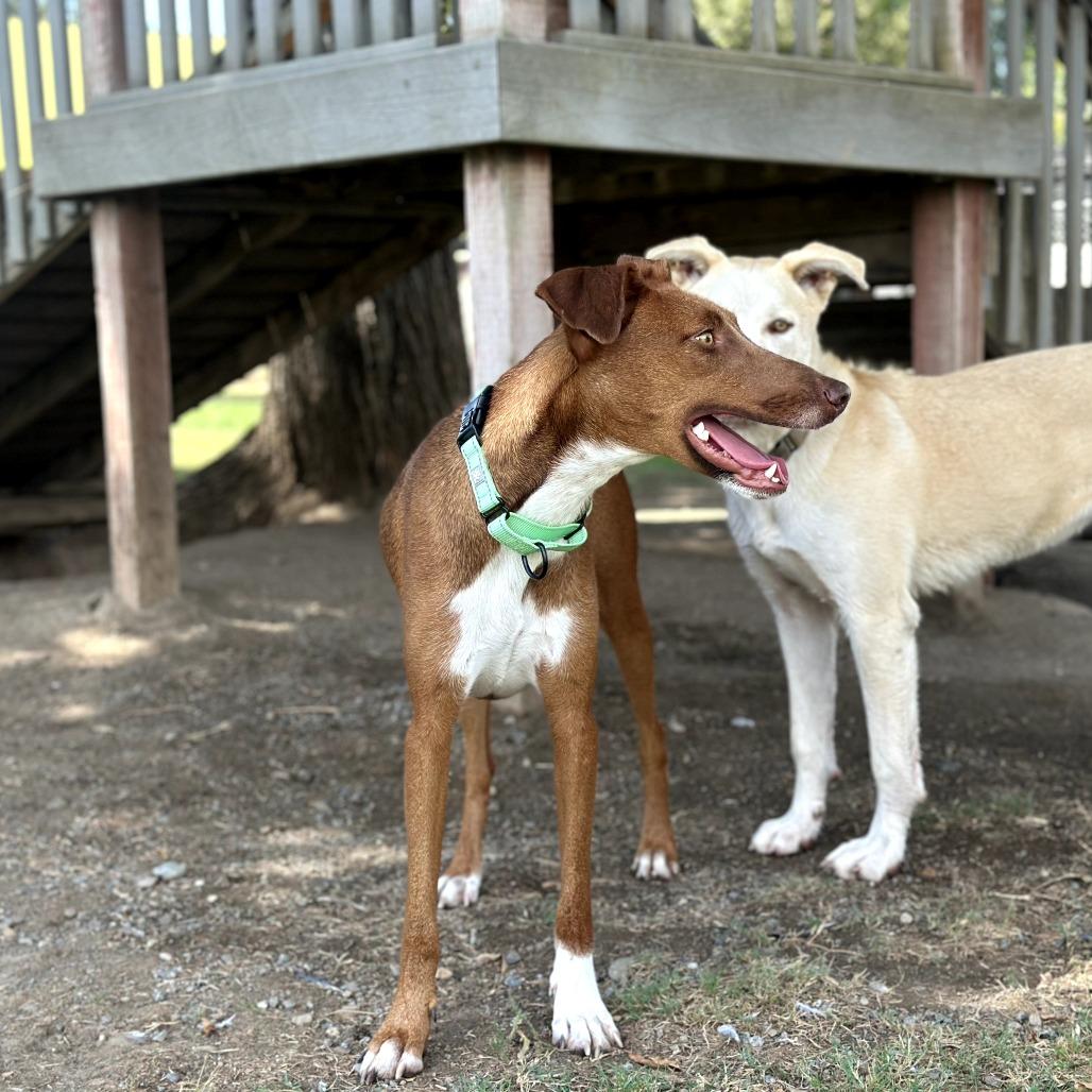 Halo, Adoptable, Young Female Vizsla & Whippet.