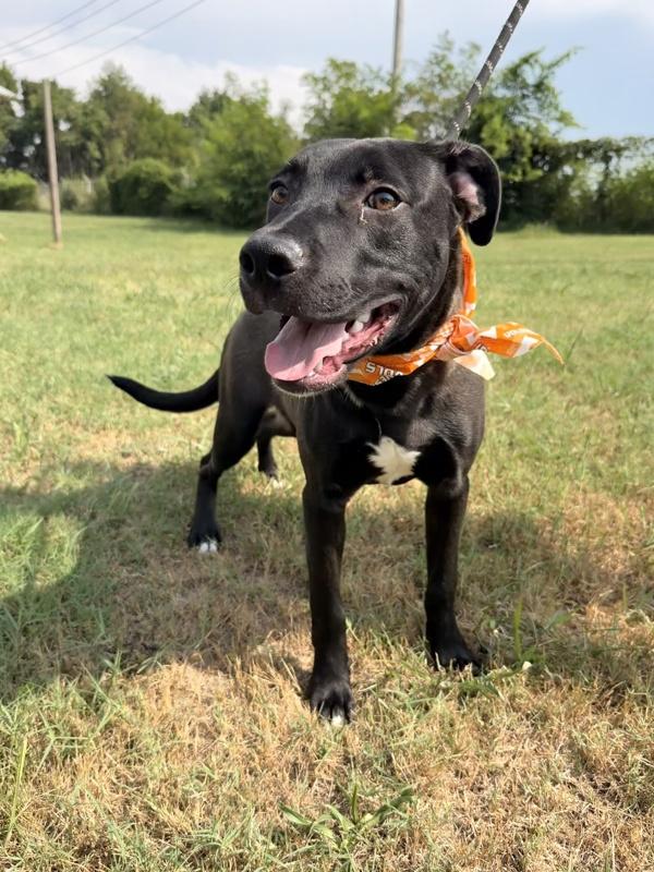 Peter Pan, Adoptable, Young Male Labrador Retriever.