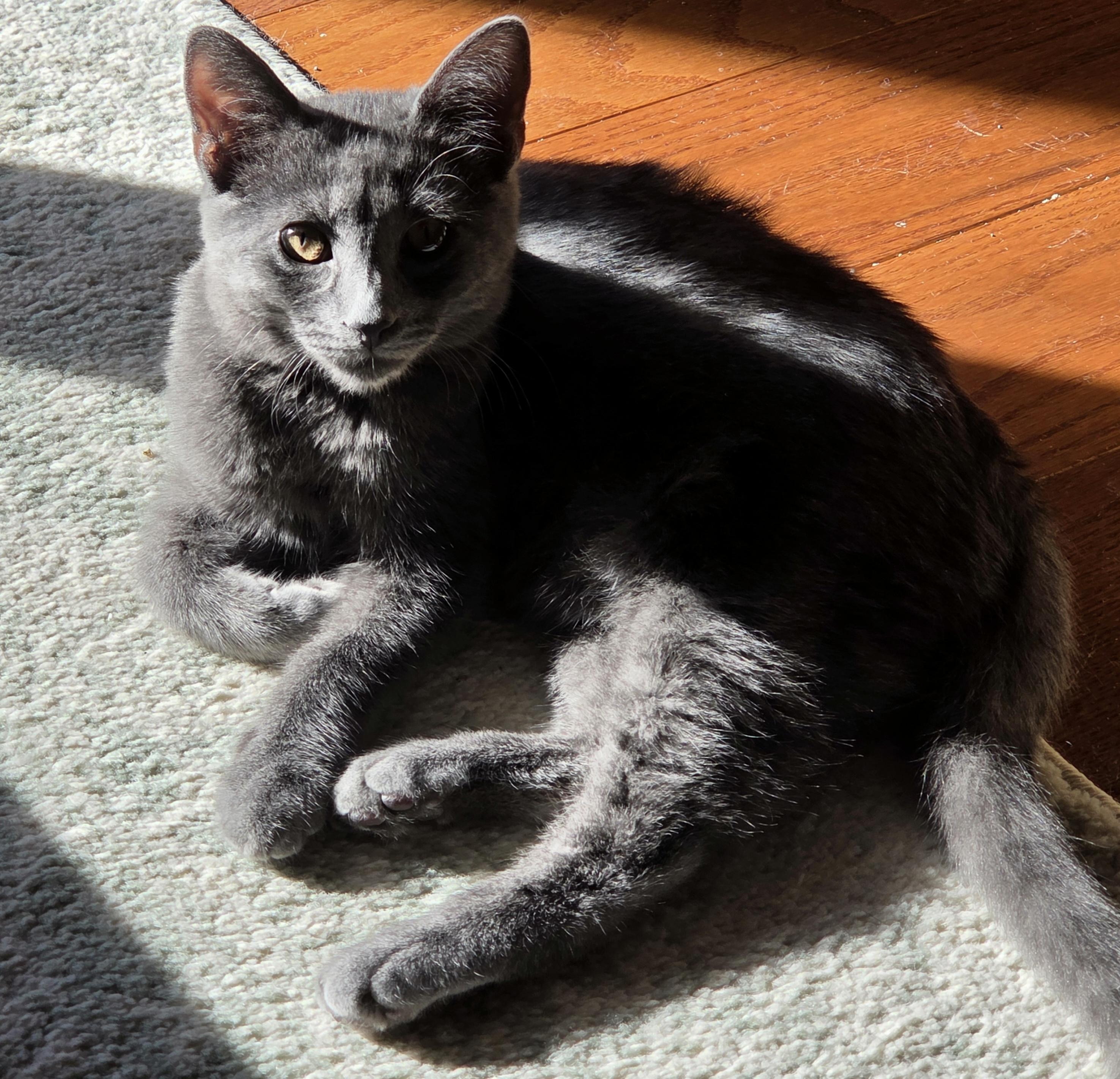 Macaroon, Adoptable, Kitten Male Domestic Short Hair.