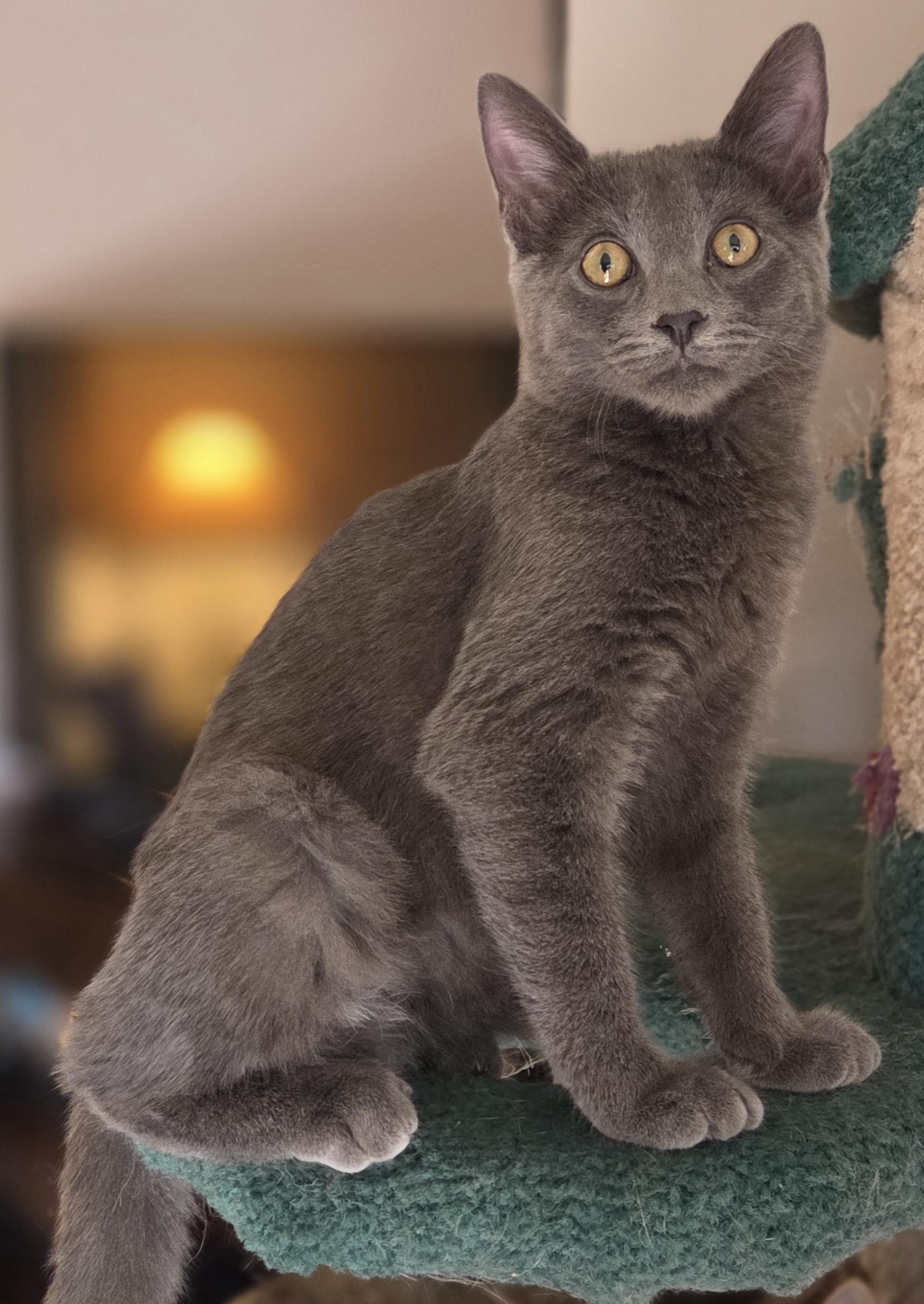 Enlarge Macaroon, a Adoptable Domestic Short Hair in Woodbridge, VA image 2/2