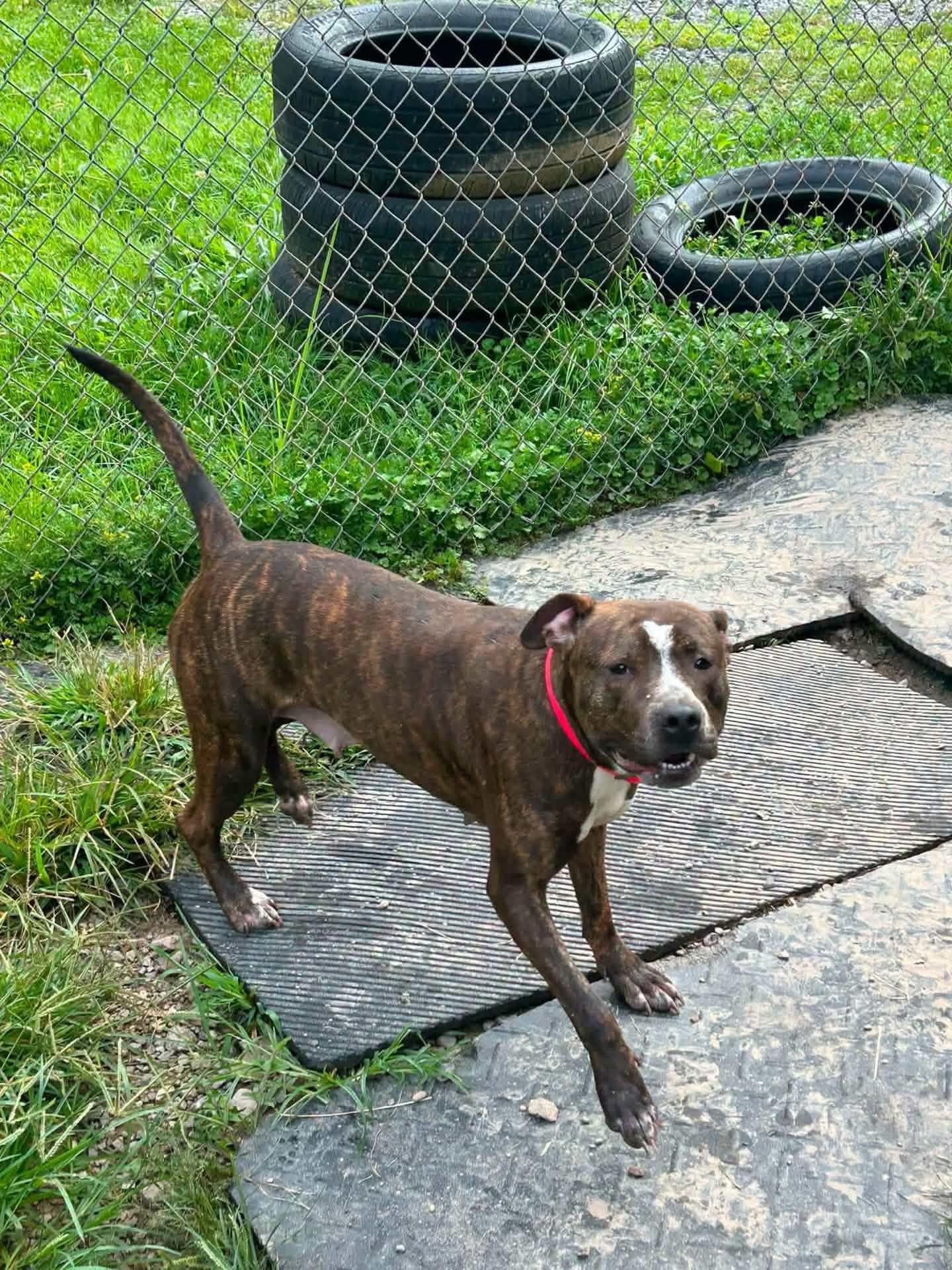 Indy, Adoptable, Adult Female Pit Bull Terrier.
