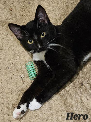 Hero, Adoptable, Young Male Tuxedo & Domestic Short Hair.