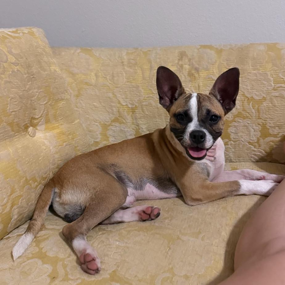 Mr Boy, Adoptable, Adult Male Mixed Breed.