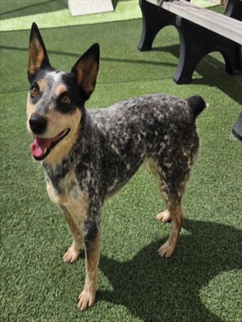 TESLA, Adoptable, Adult Female Australian Cattle Dog / Blue Heeler.