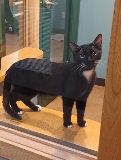 Oscar- BONDED TO TOBY, Adoptable, Adult Male Domestic Short Hair.