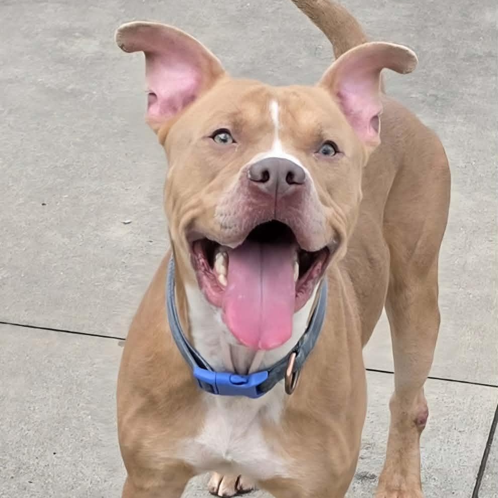 Enlarge Cashew, Cool Dude, a ADOPTABLE mixed breed in Meriden, CT image 6/6