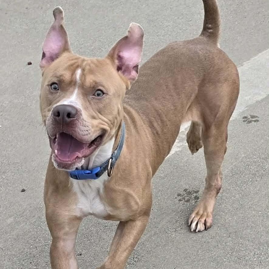 Enlarge Cashew, Cool Dude, a ADOPTABLE mixed breed in Meriden, CT image 4/6