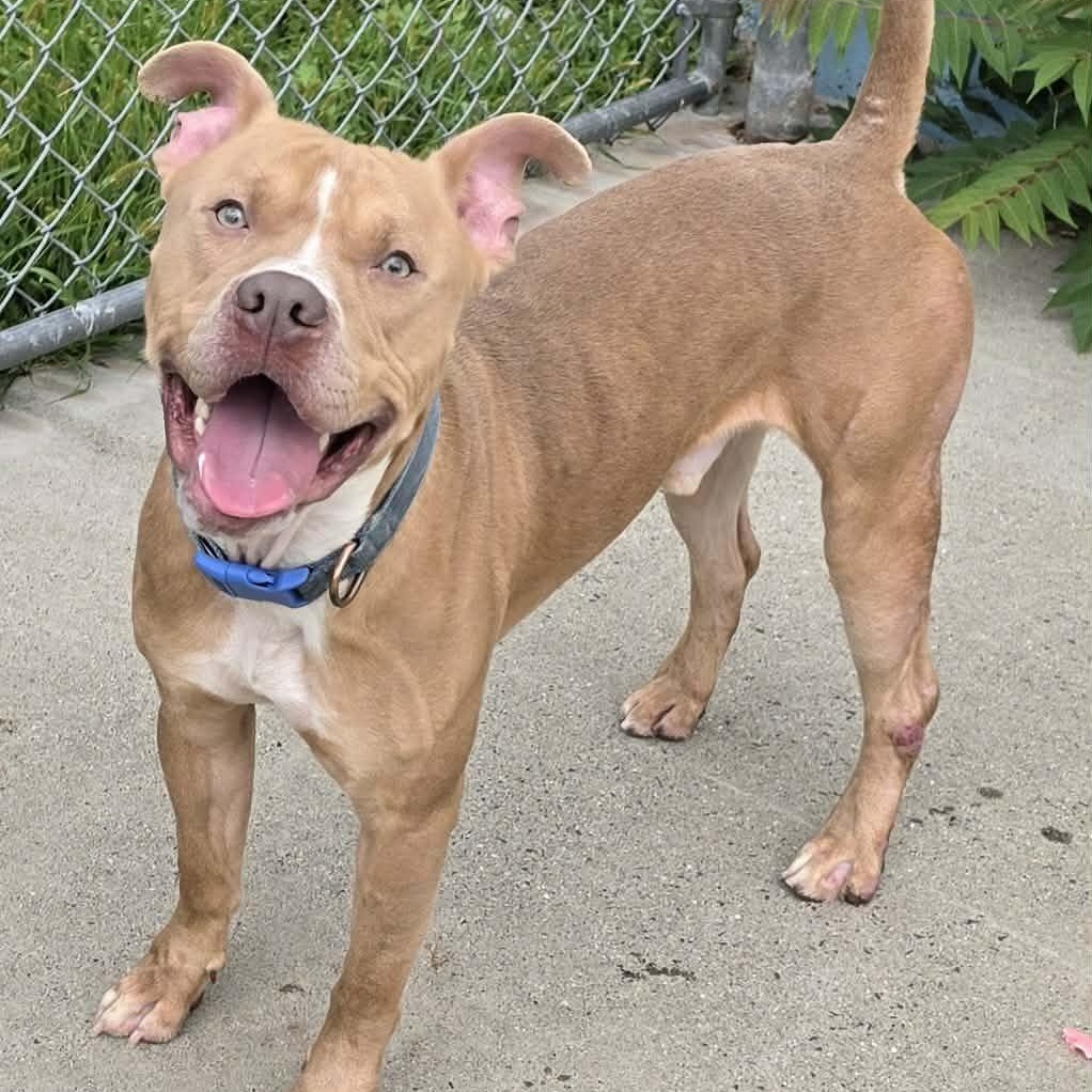 Cashew, Cool Dude, ADOPTABLE, Young Male Pit Bull Terrier.