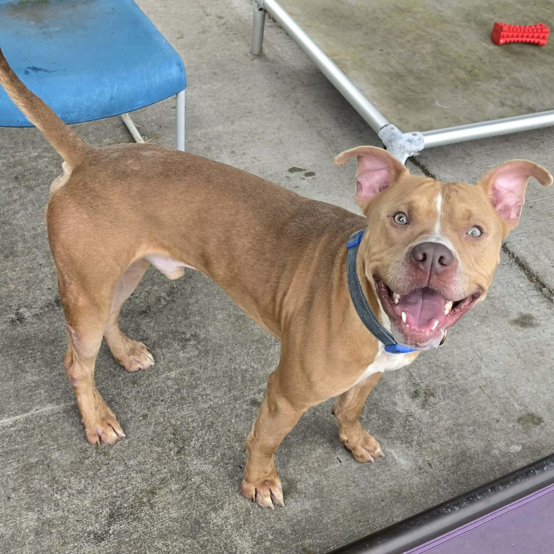 Enlarge Cashew, Cool Dude, a ADOPTABLE mixed breed in Meriden, CT image 2/6