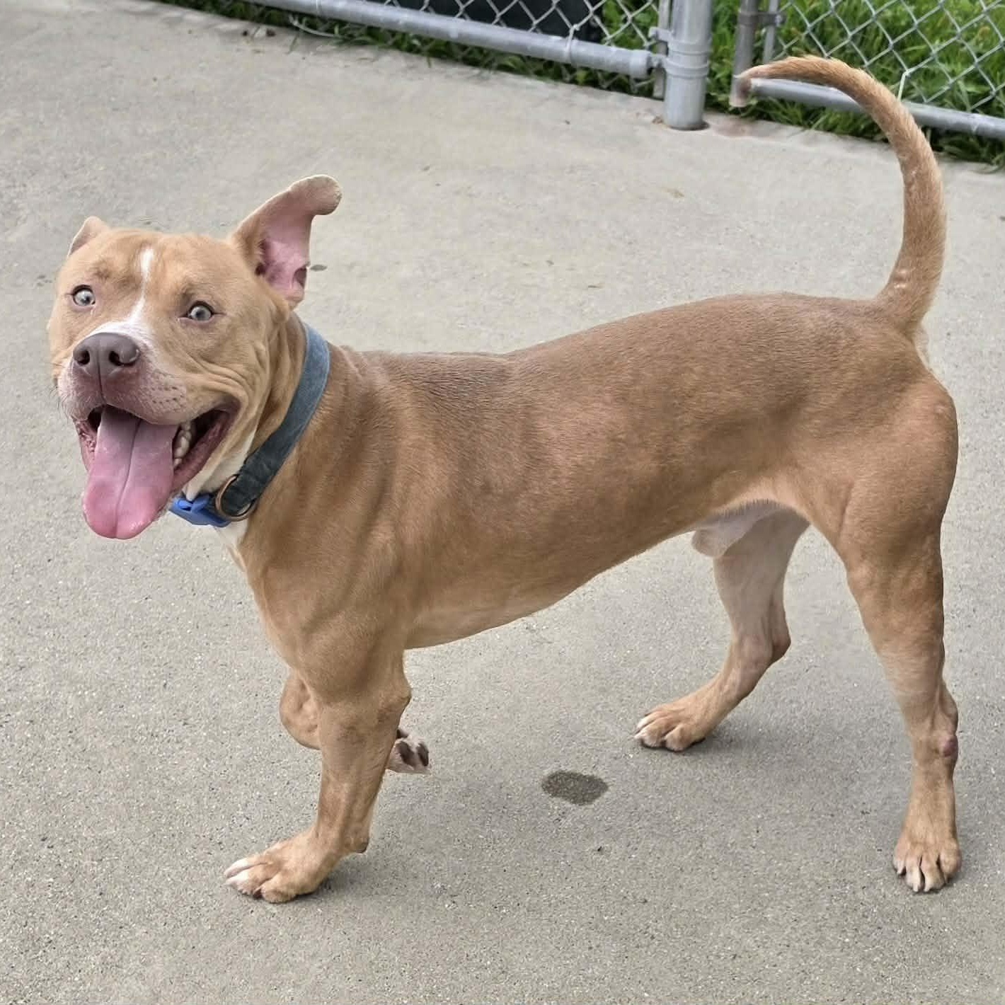 Enlarge Cashew, Cool Dude, a ADOPTABLE mixed breed in Meriden, CT image 3/6