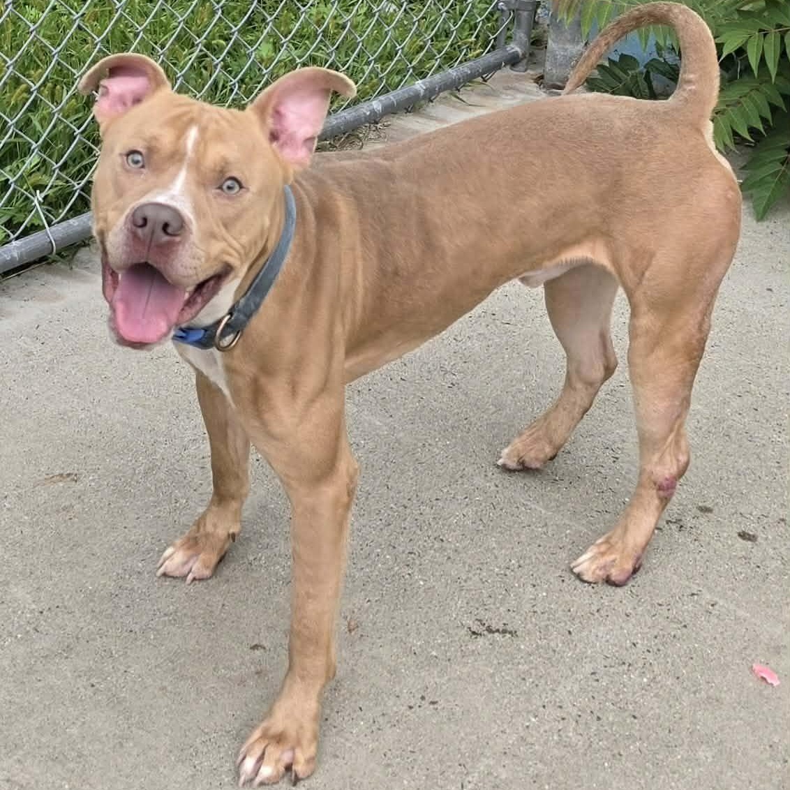 Enlarge Cashew, Cool Dude, a ADOPTABLE mixed breed in Meriden, CT image 5/6