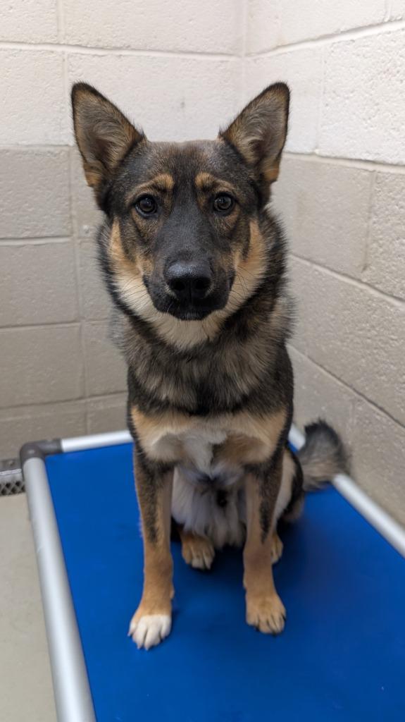 Rocky, Adoptable, Young Male Shepherd.