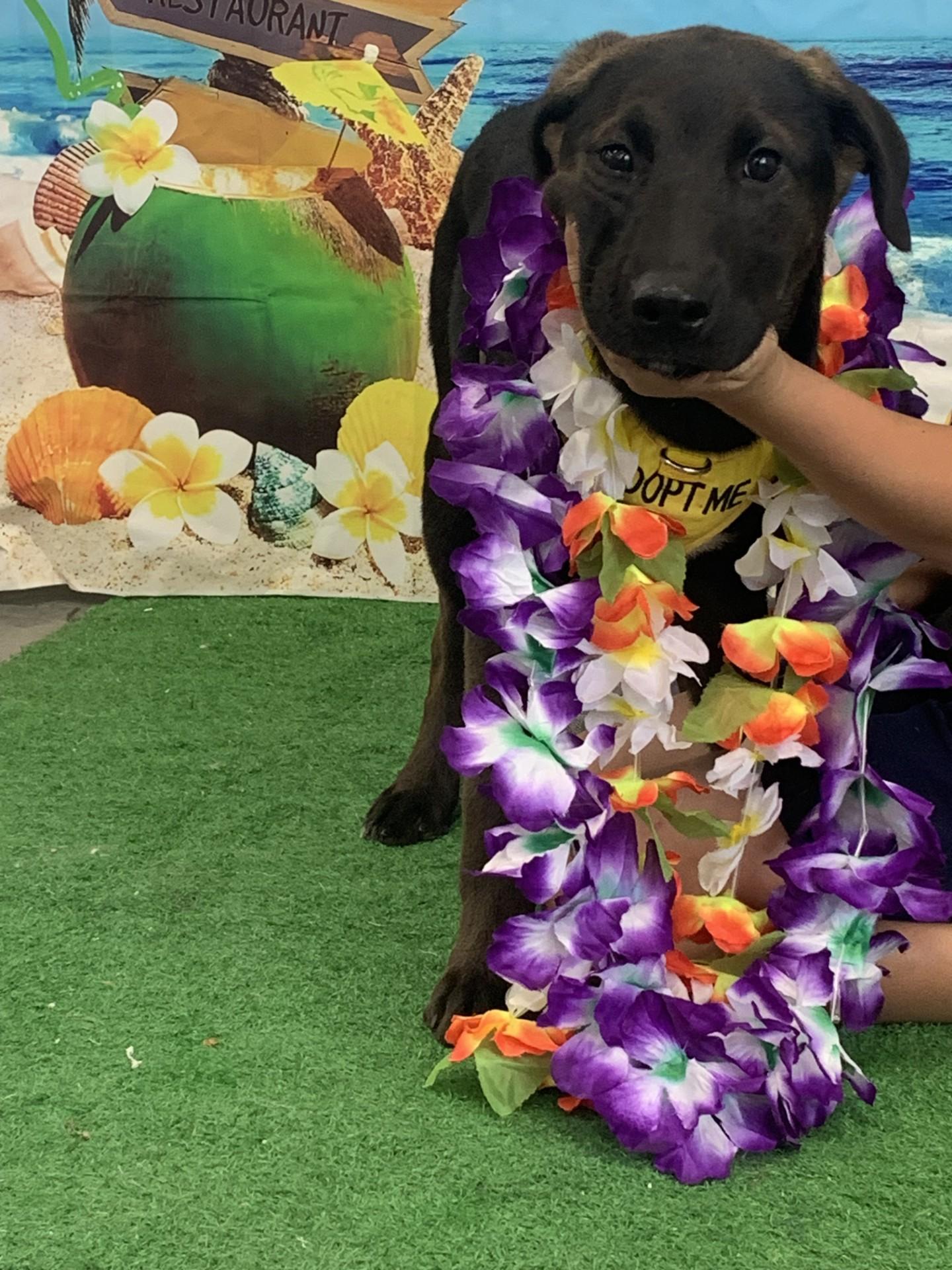 Dog for adoption - Batman, a Mixed Breed in Glenpool, OK | Petfinder