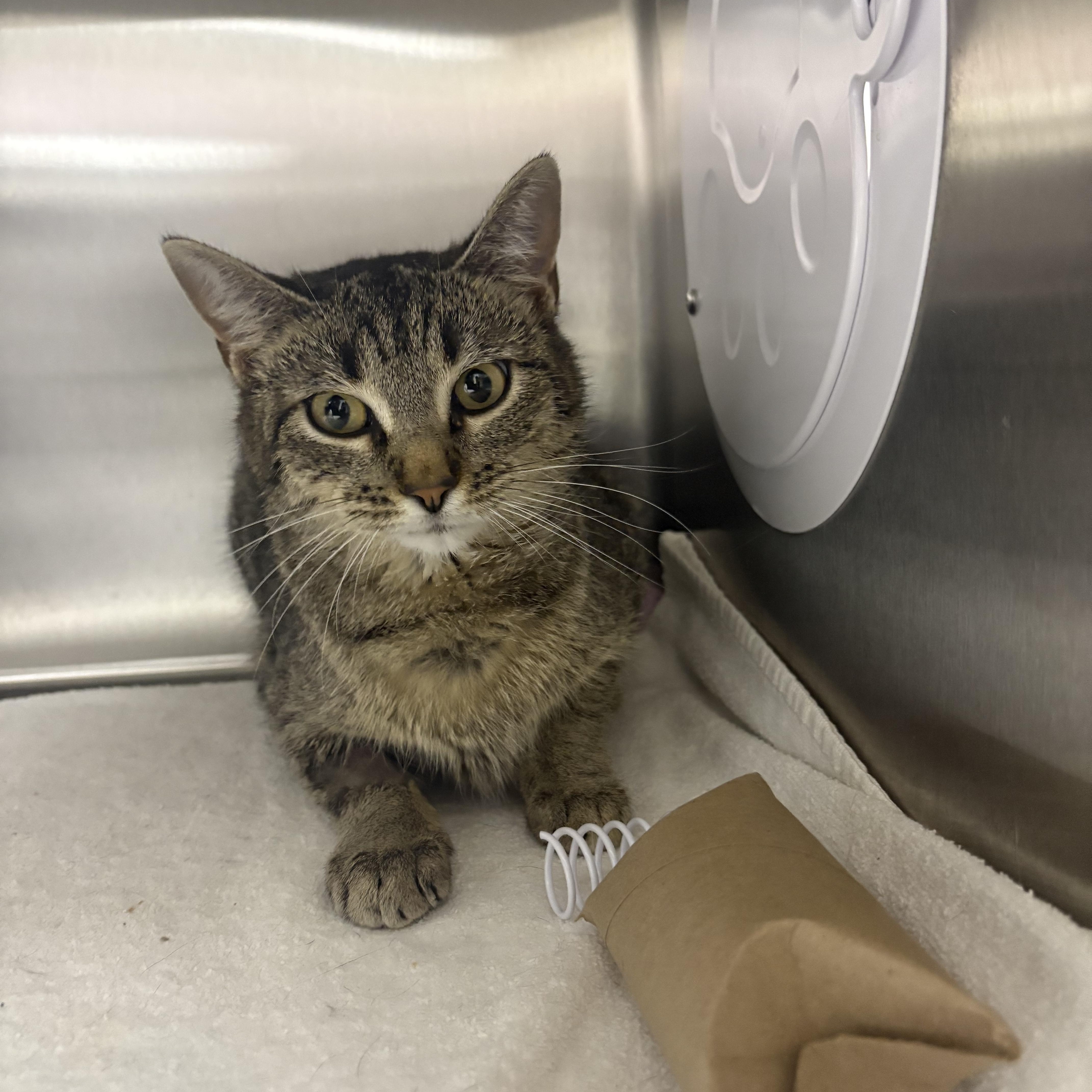 Cecily, ADOPTABLE, Young Female Domestic Short Hair.