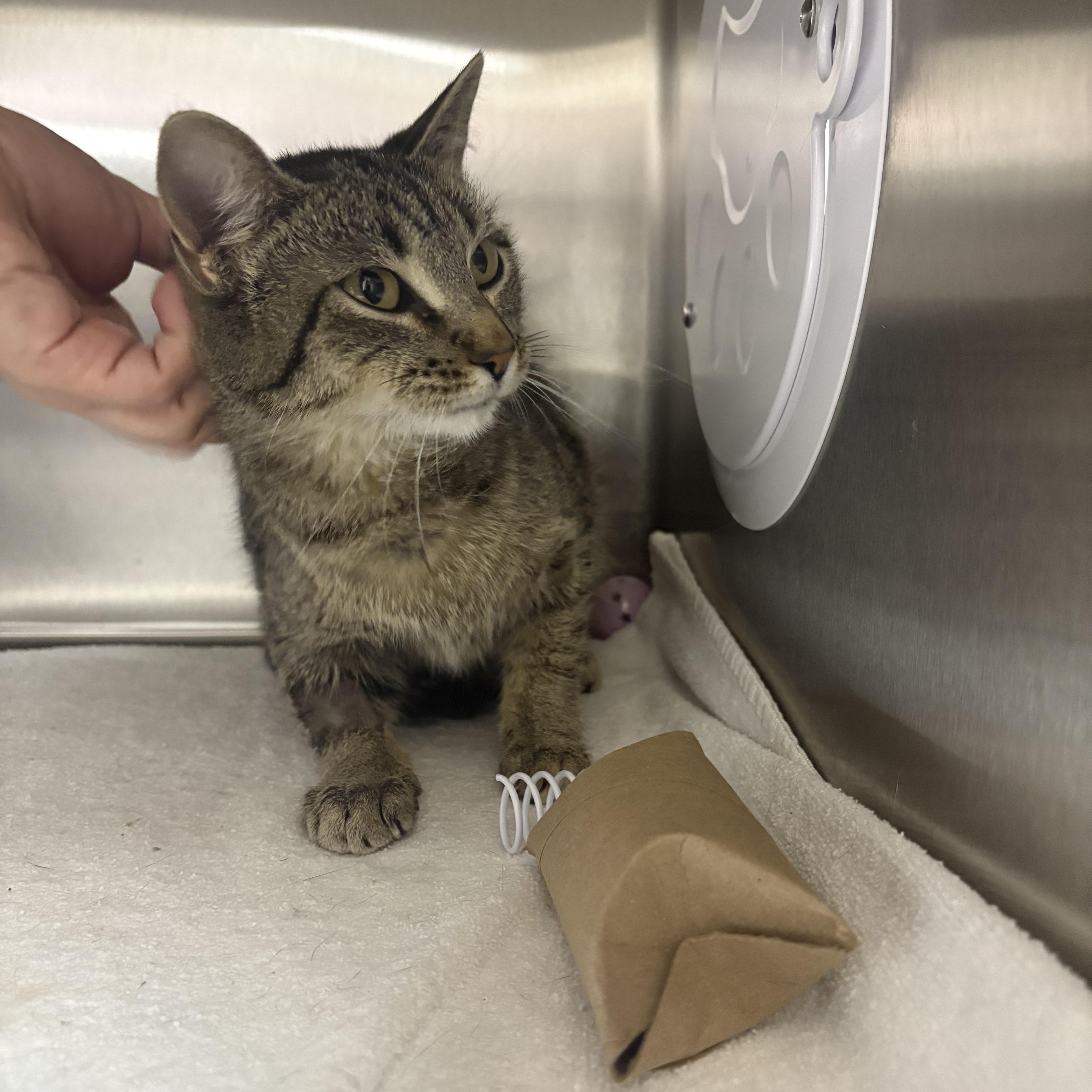 Cecily, a ADOPTABLE Domestic Short Hair in Blue Springs, MO image 2/2