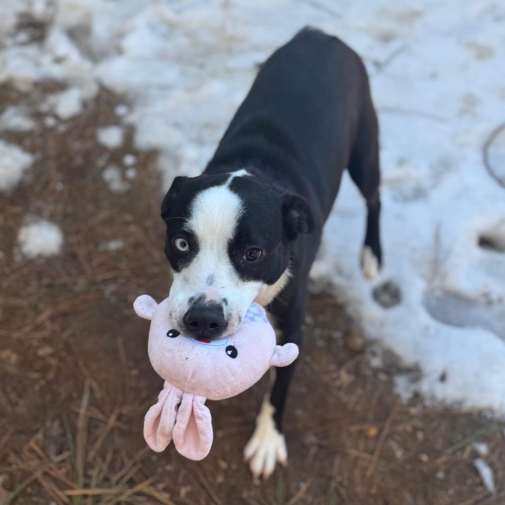 Holland, Adoptable, Young Female Mixed Breed.