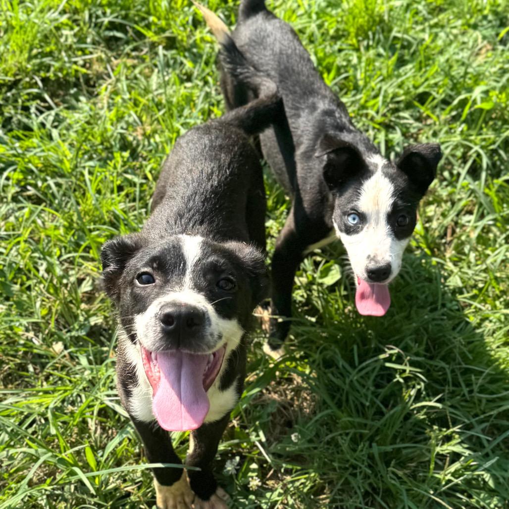 Enlarge Holland, a Adoptable Mixed Breed in Fredericksburg, VA image 2/5