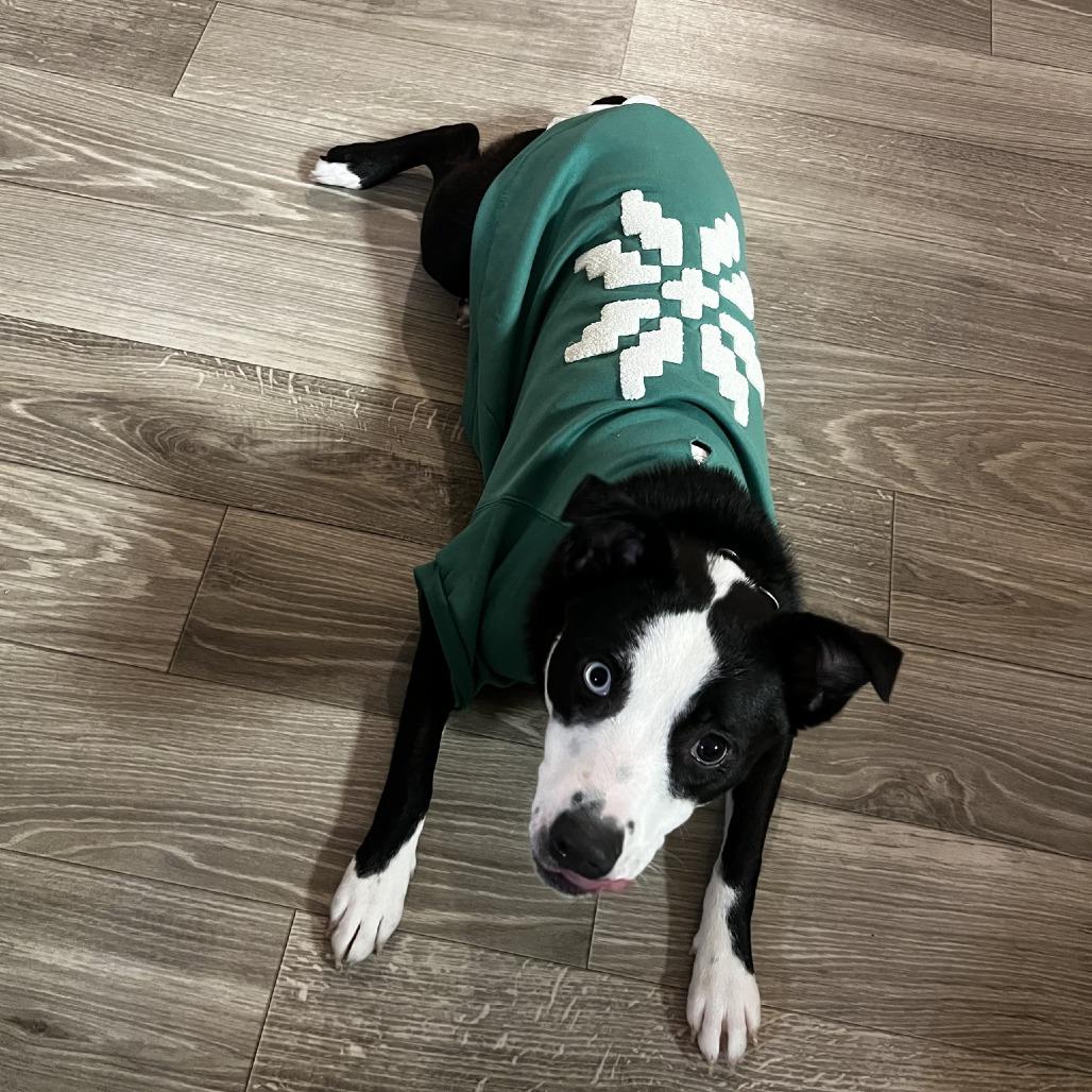 Enlarge Holland, a Adoptable Mixed Breed in Fredericksburg, VA image 3/5