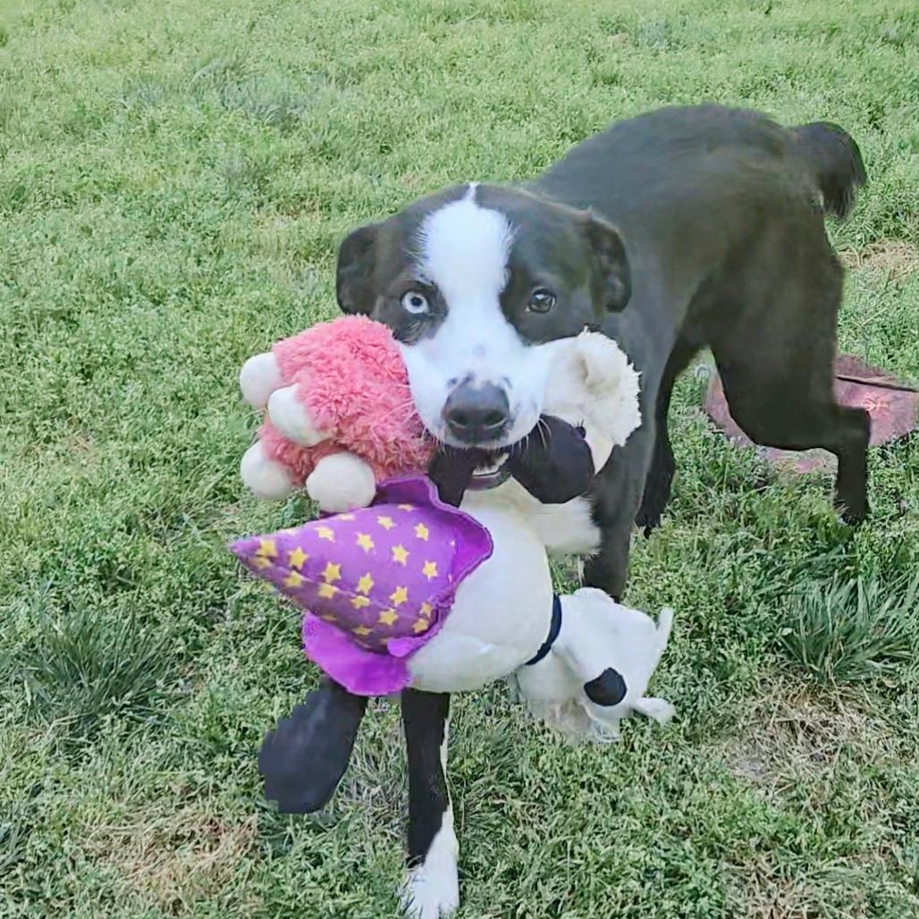 Enlarge Holland, a Adoptable Mixed Breed in Fredericksburg, VA image 2/6