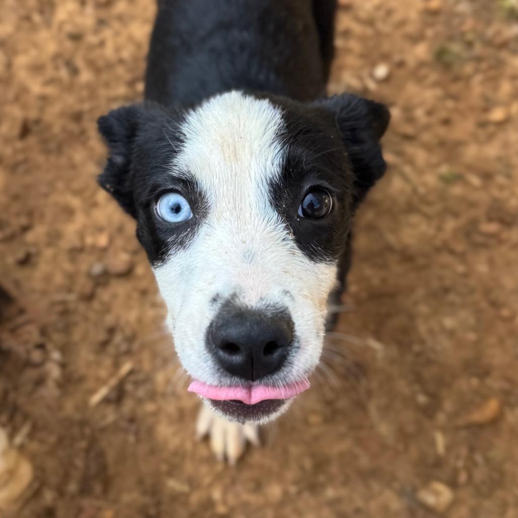 Enlarge Holland, a Adoptable Mixed Breed in Fredericksburg, VA image 4/5