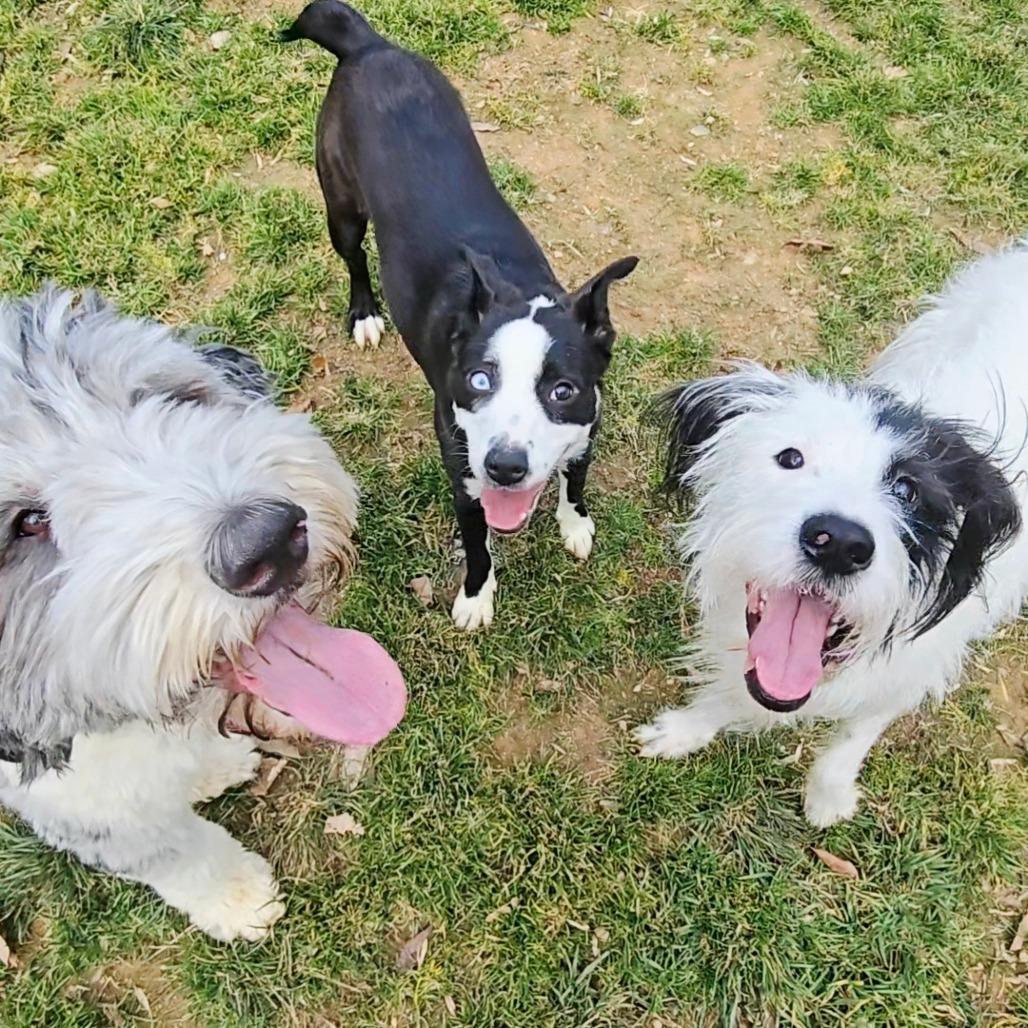 Enlarge Holland, a Adoptable Mixed Breed in Fredericksburg, VA image 4/6