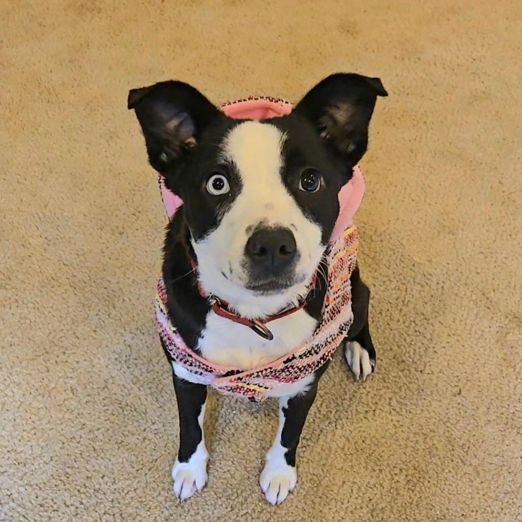 Enlarge Holland, a Adoptable Mixed Breed in Fredericksburg, VA image 5/6