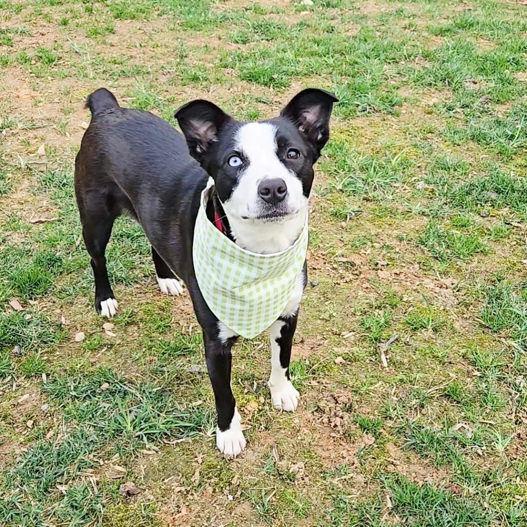 Enlarge Holland, a Adoptable Mixed Breed in Fredericksburg, VA image 5/6