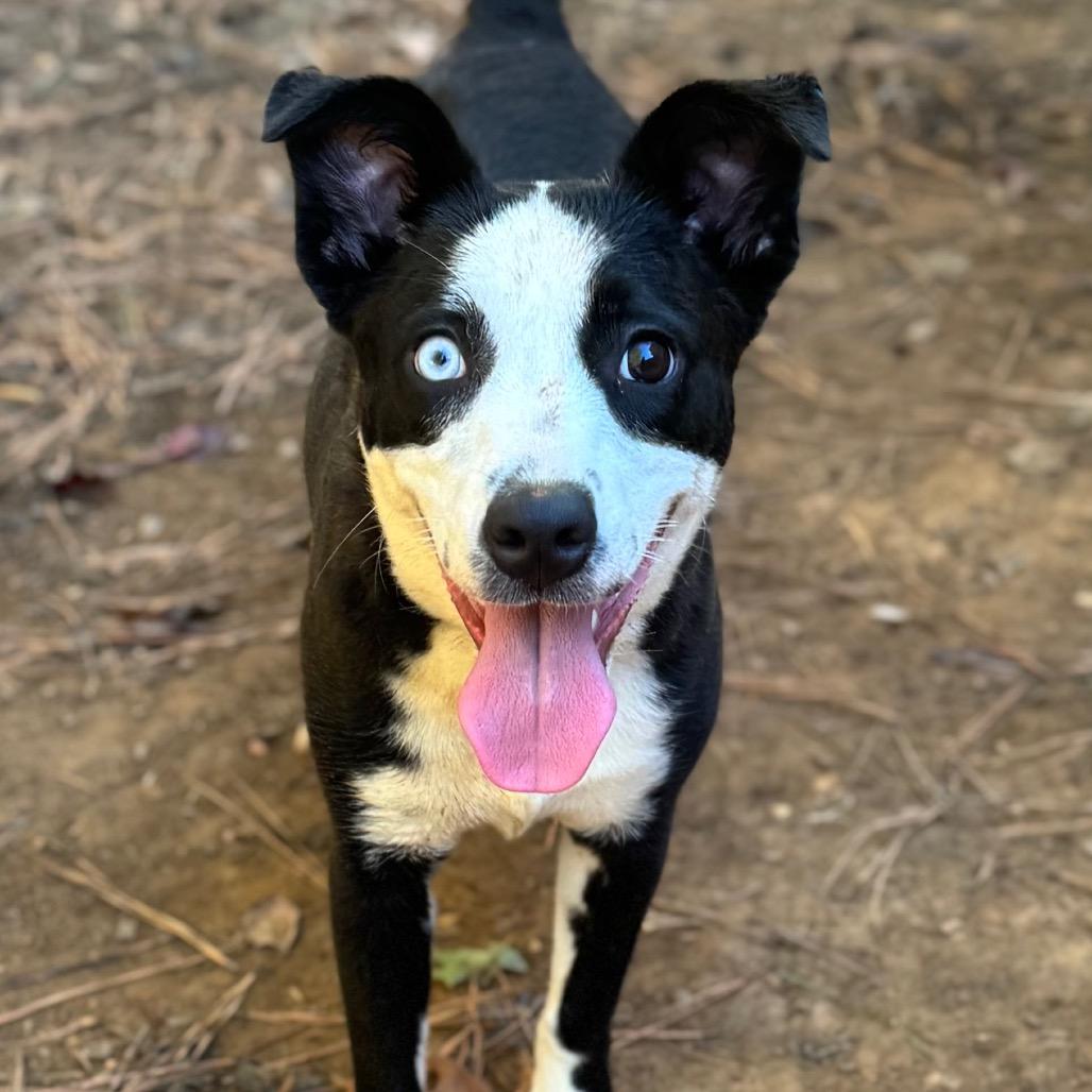 Enlarge Holland, a Adoptable Mixed Breed in Fredericksburg, VA image 5/5