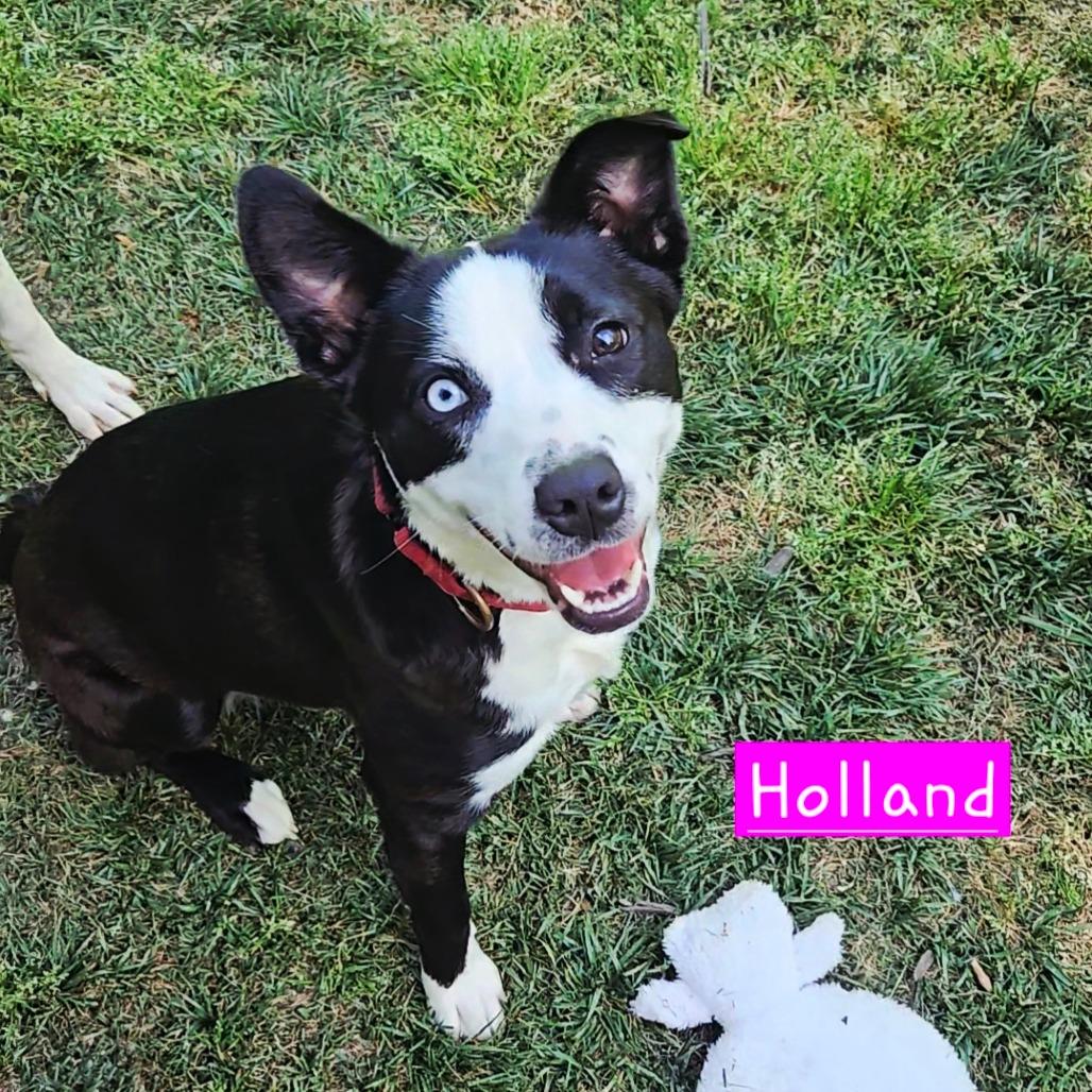 Holland, a Adoptable Mixed Breed in Fredericksburg, VA image 6/6