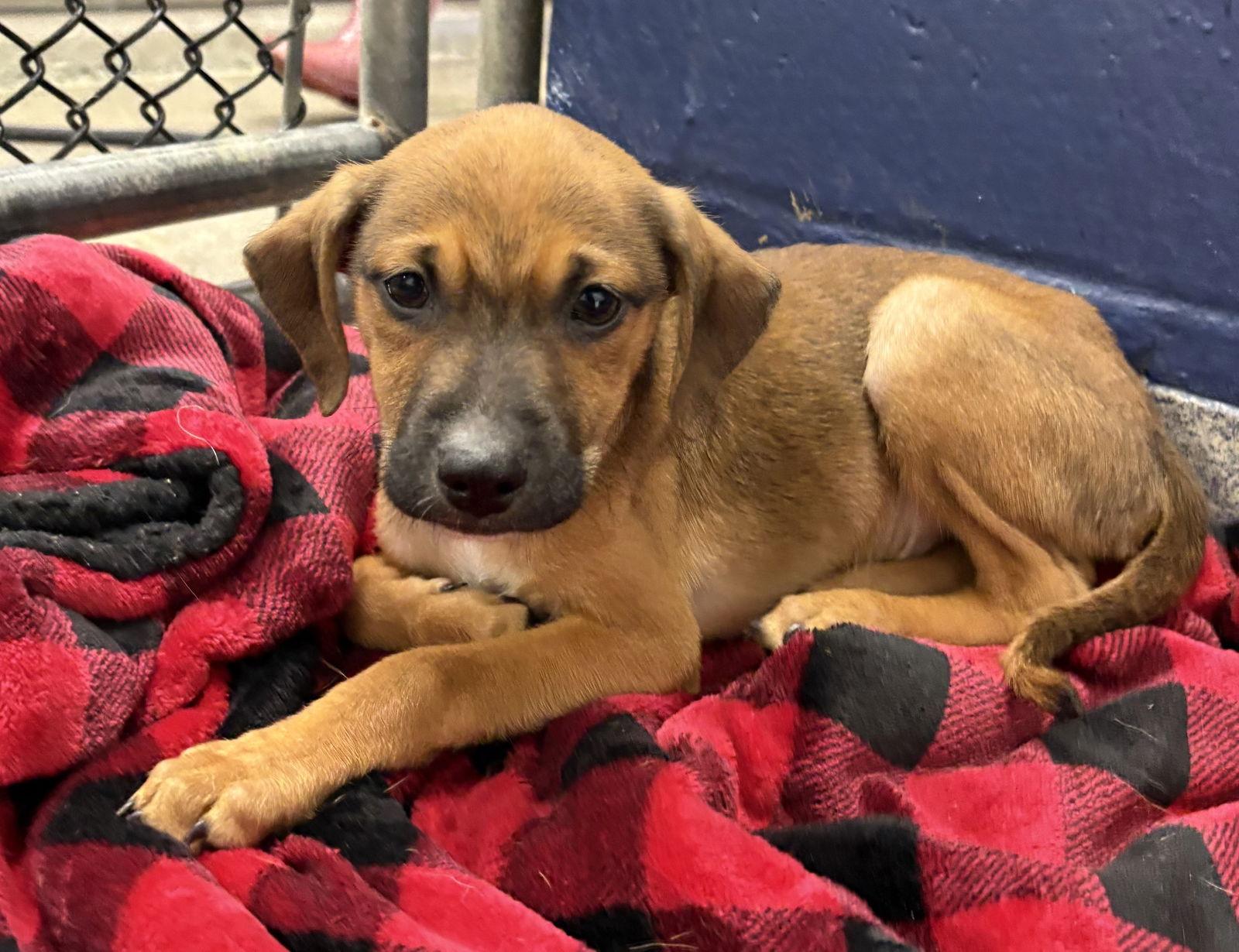 Enlarge Papito 2 months AVA 1/14, a Adoptable Mixed Breed in Sterling, MA image 1/1