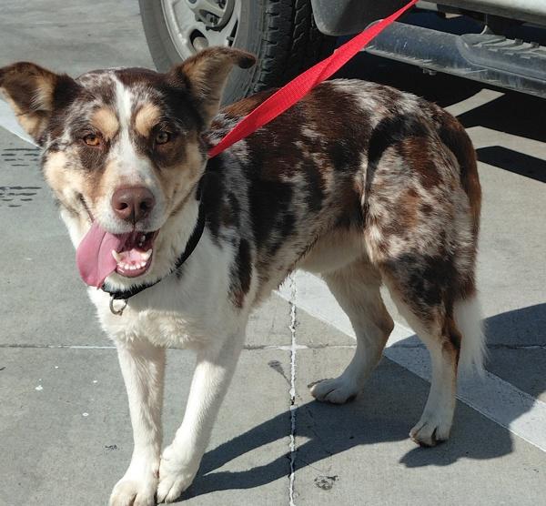 Marble, Adoptable, Adult Male Australian Shepherd & Catahoula Leopard Dog.