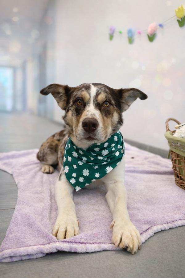 Enlarge Marble, a Adoptable mixed breed in Lafayette, LA image 2/2