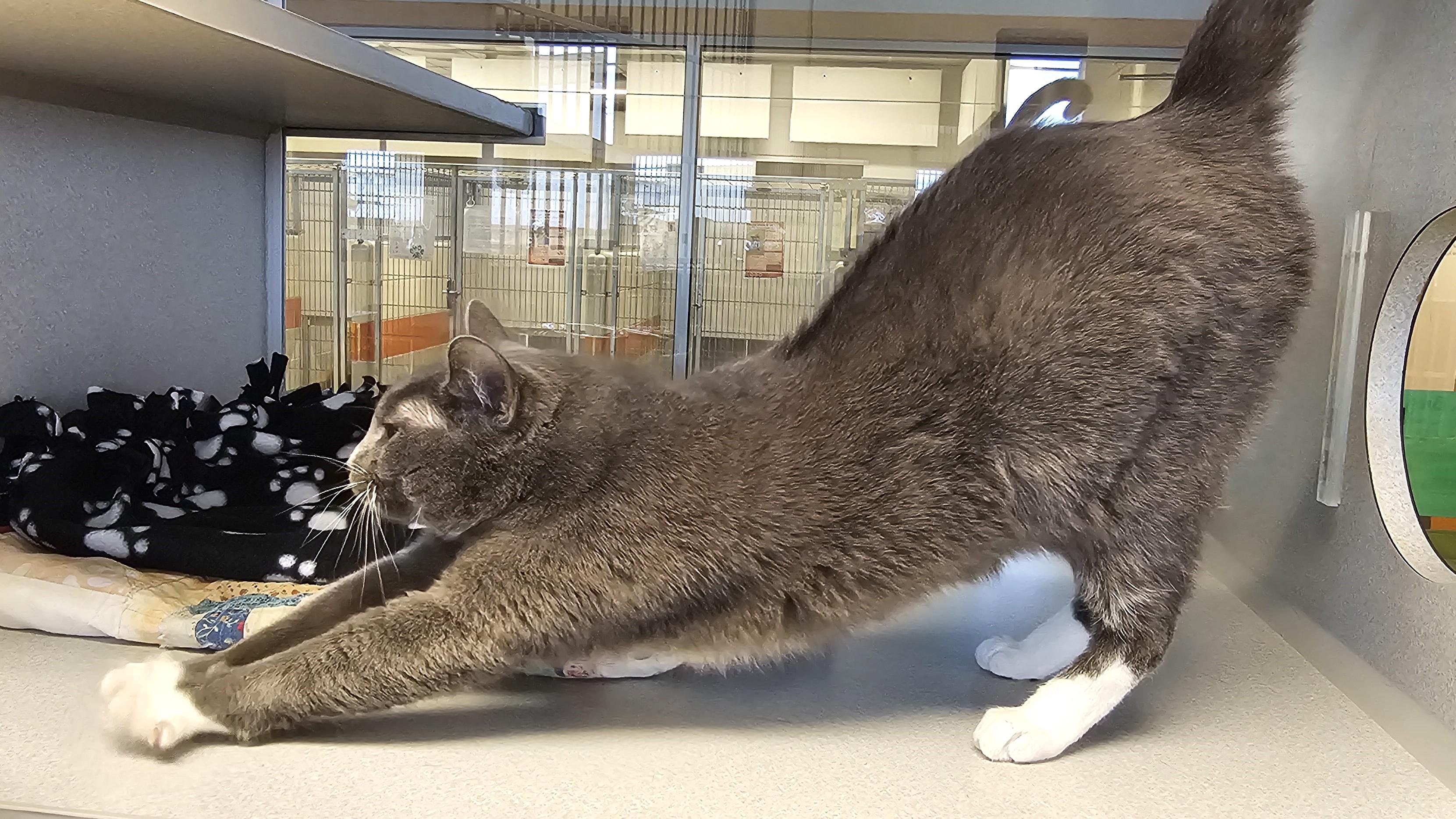 Enlarge Bug - Long Timer Special - PetSmart by Lindale Mall, a ADOPTABLE Domestic Short Hair in Cedar Rapids, IA image 3/5