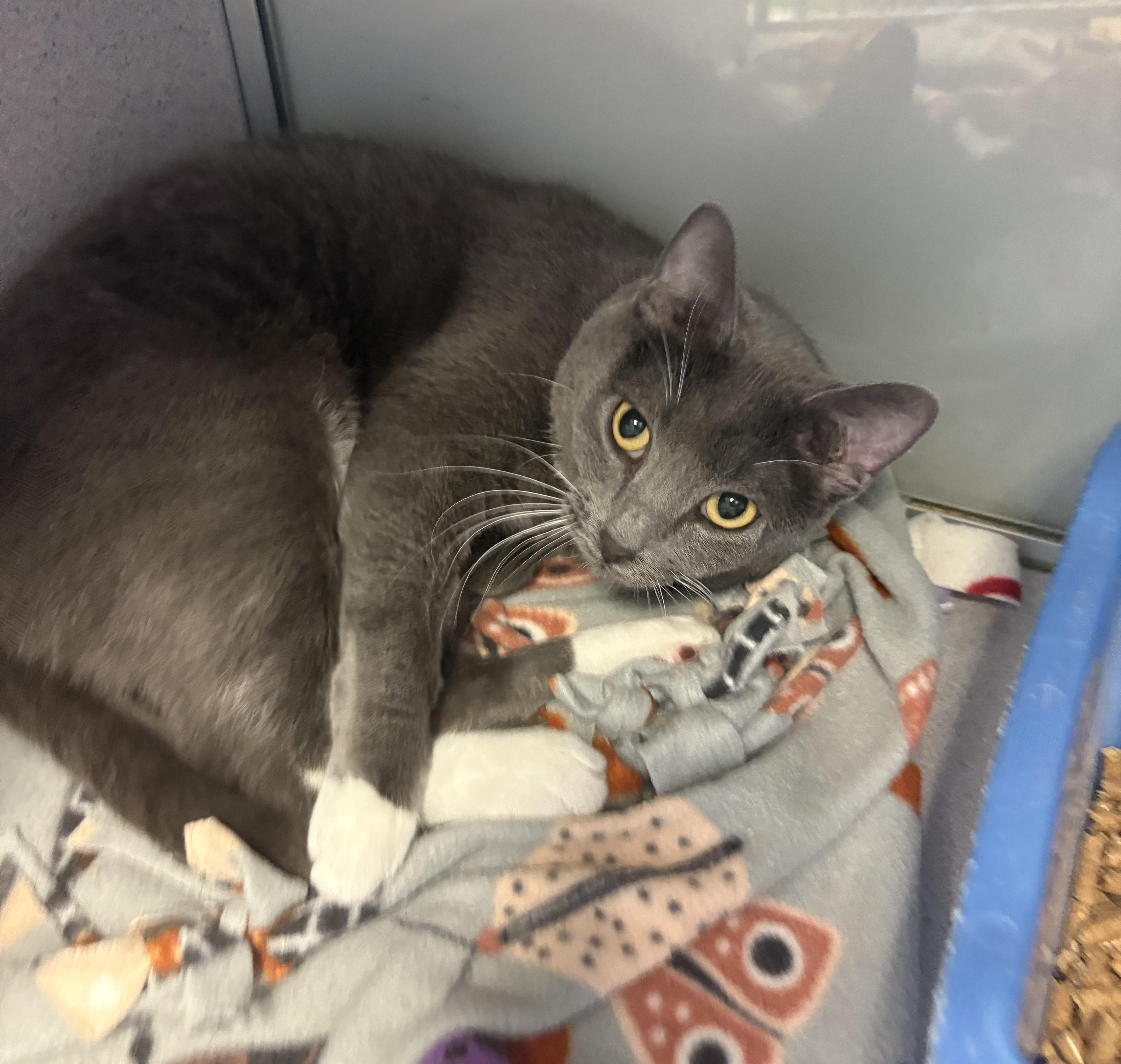 Enlarge Bug - Long Timer Special - PetSmart by Lindale Mall, a ADOPTABLE Domestic Short Hair in Cedar Rapids, IA image 2/5