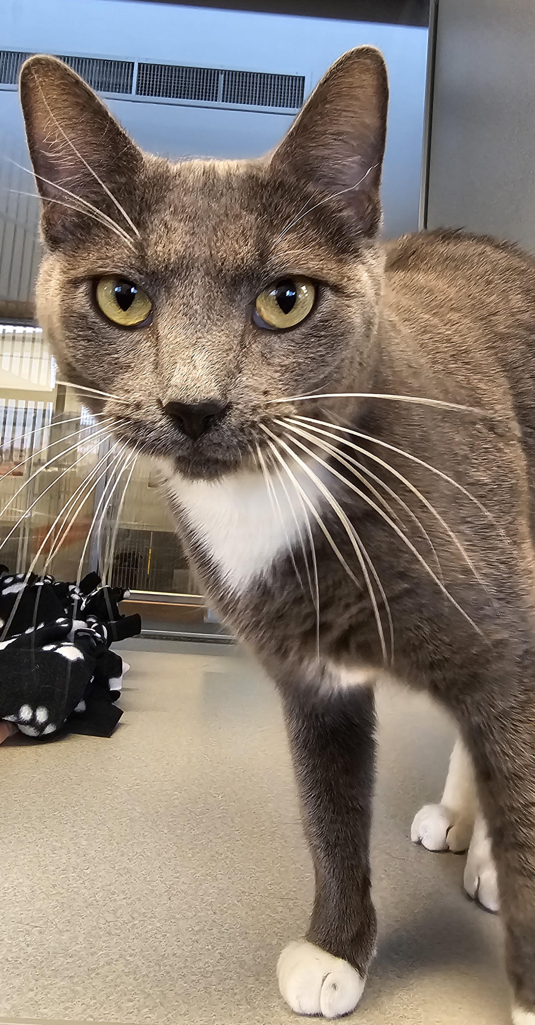 Enlarge Bug - Long Timer Special - PetSmart by Lindale Mall, a ADOPTABLE Domestic Short Hair in Cedar Rapids, IA image 5/5