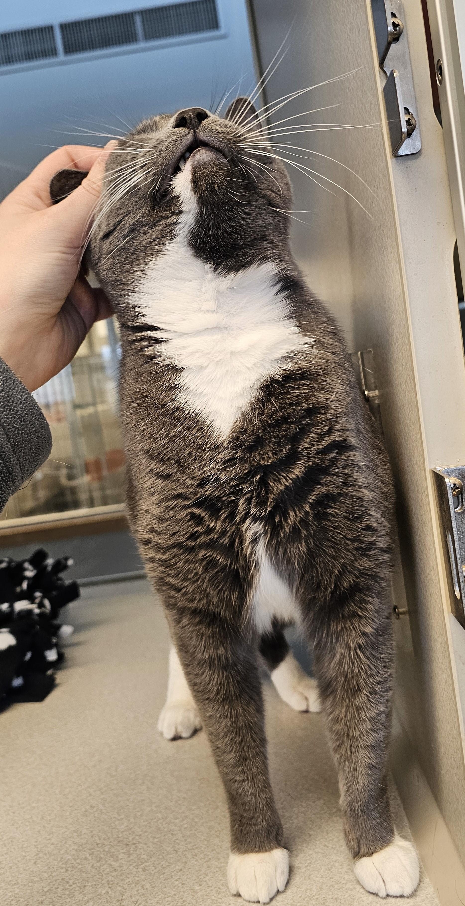 Enlarge Bug - Long Timer Special - PetSmart by Lindale Mall, a ADOPTABLE Domestic Short Hair in Cedar Rapids, IA image 4/5