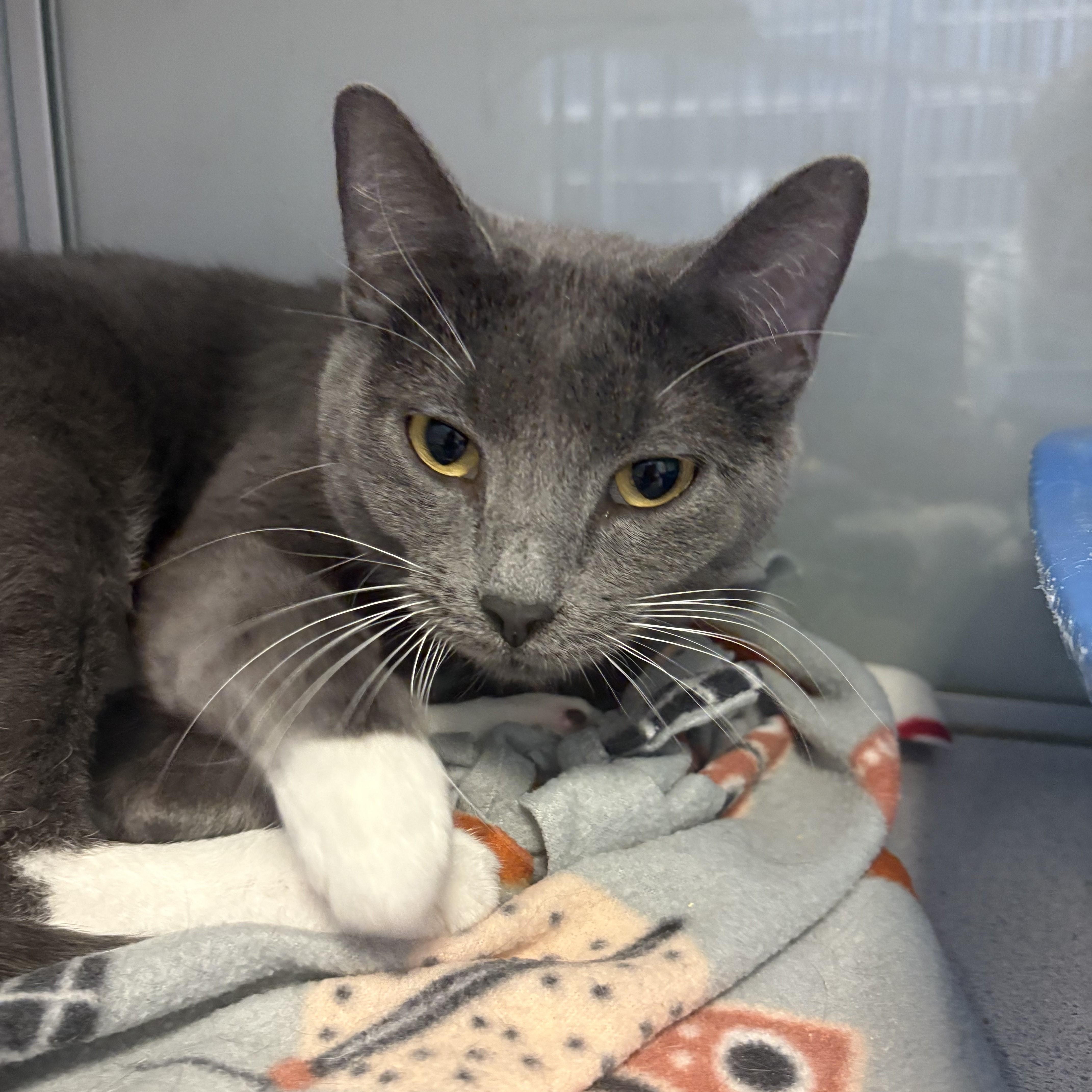 Enlarge Bug - Long Timer Special - PetSmart by Lindale Mall, a ADOPTABLE Domestic Short Hair in Cedar Rapids, IA image 1/5