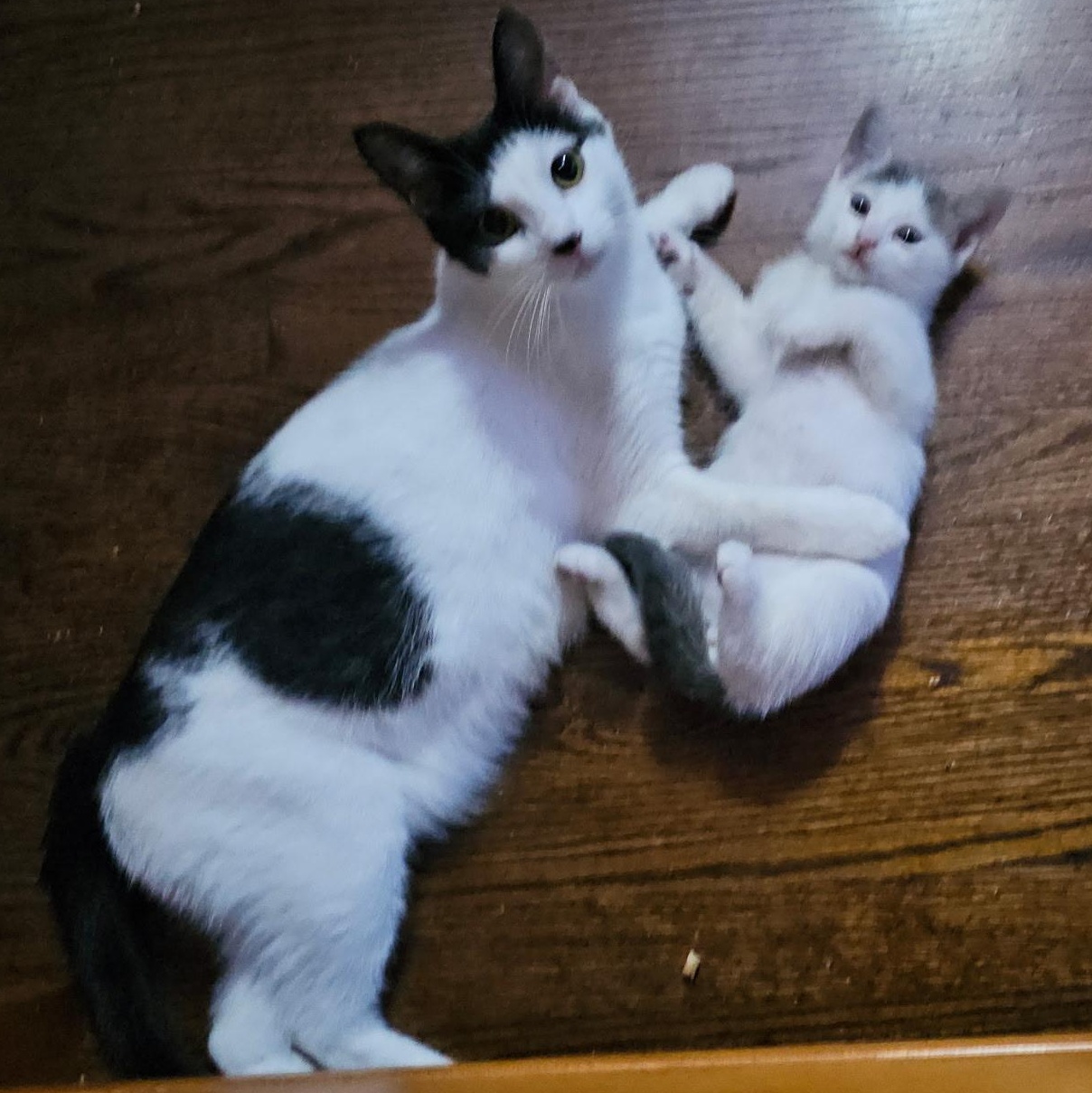 Marvin Gaye, an adopted Domestic Short Hair in Cranford, NJ image 3/5
