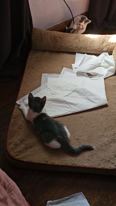 Enlarge Marvin Gaye, an adopted Domestic Short Hair in Cranford, NJ video 4/5