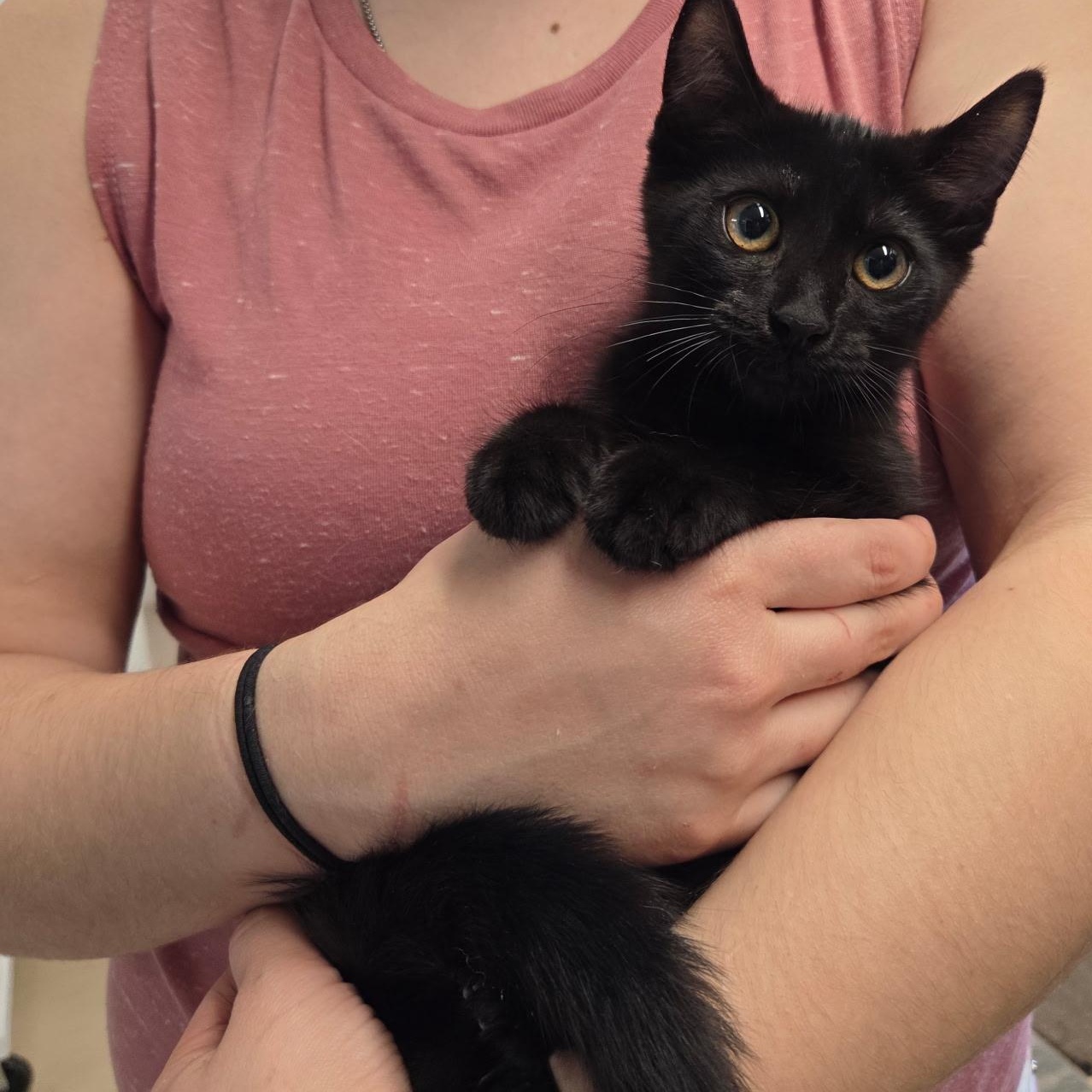 Ruby, adopted, Kitten Female Domestic Short Hair.