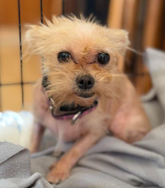 Missy, an adoptable Morkie in Washington, PA, 15301 | Photo Image 3