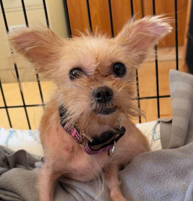 Missy, an adoptable Morkie in Washington, PA, 15301 | Photo Image 1