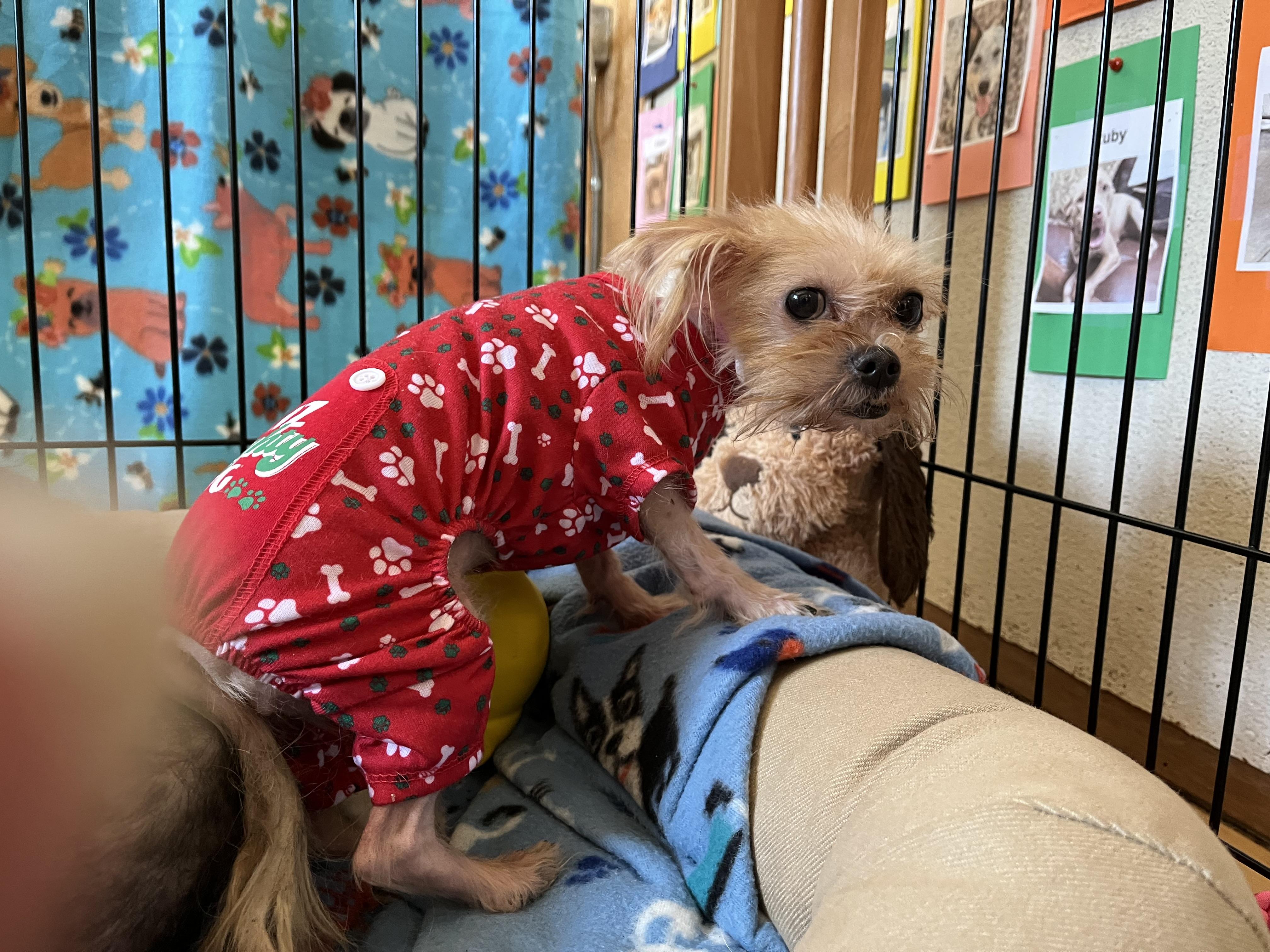 Missy, an adoptable Morkie in Washington, PA, 15301 | Photo Image 2