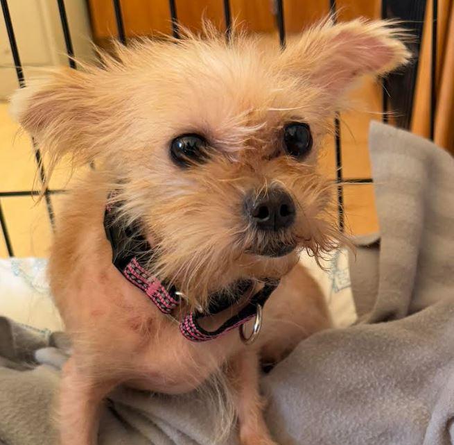 Missy, an adoptable Morkie in Washington, PA, 15301 | Photo Image 4