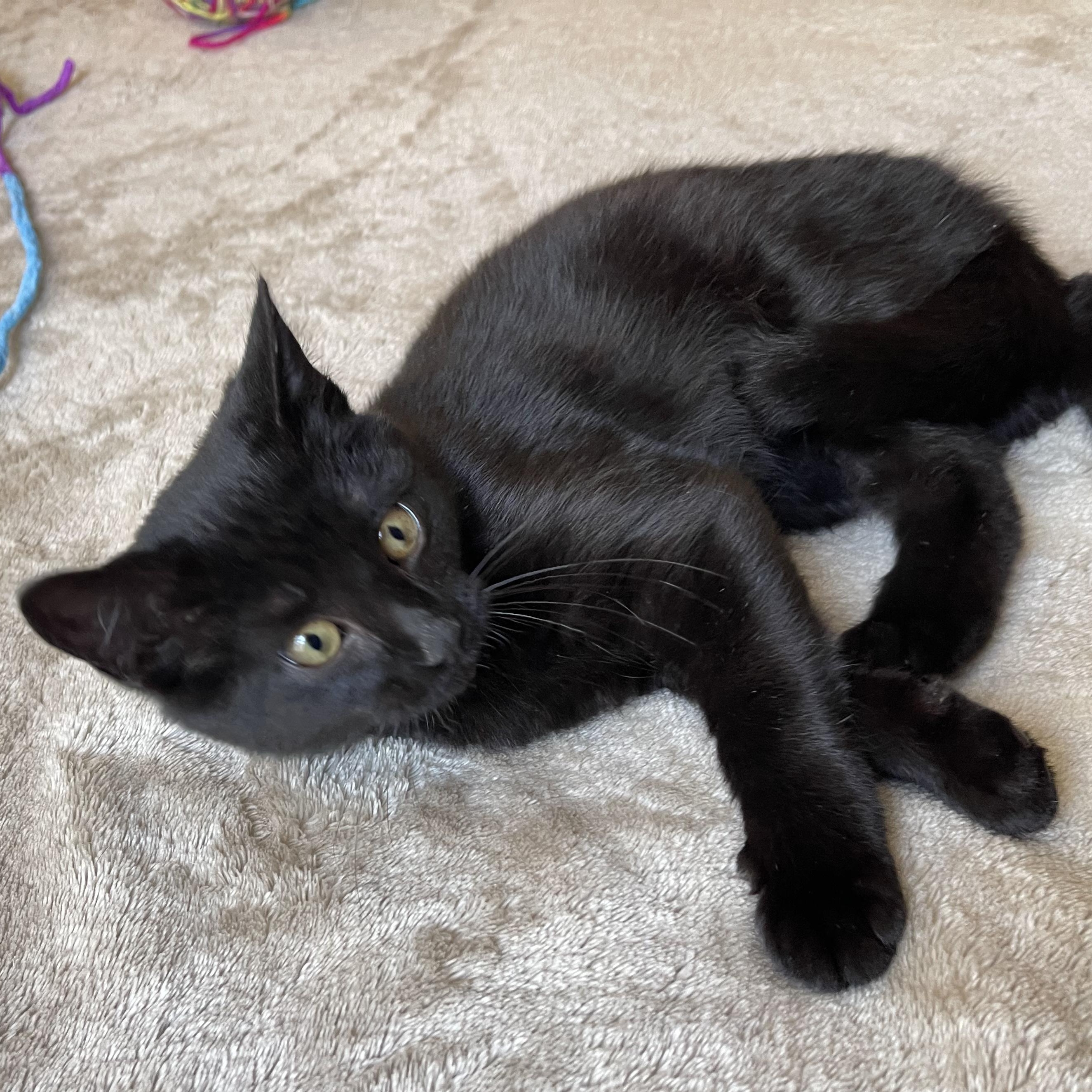 Smolder, a Adoptable mixed breed in Scranton, PA image 2/4