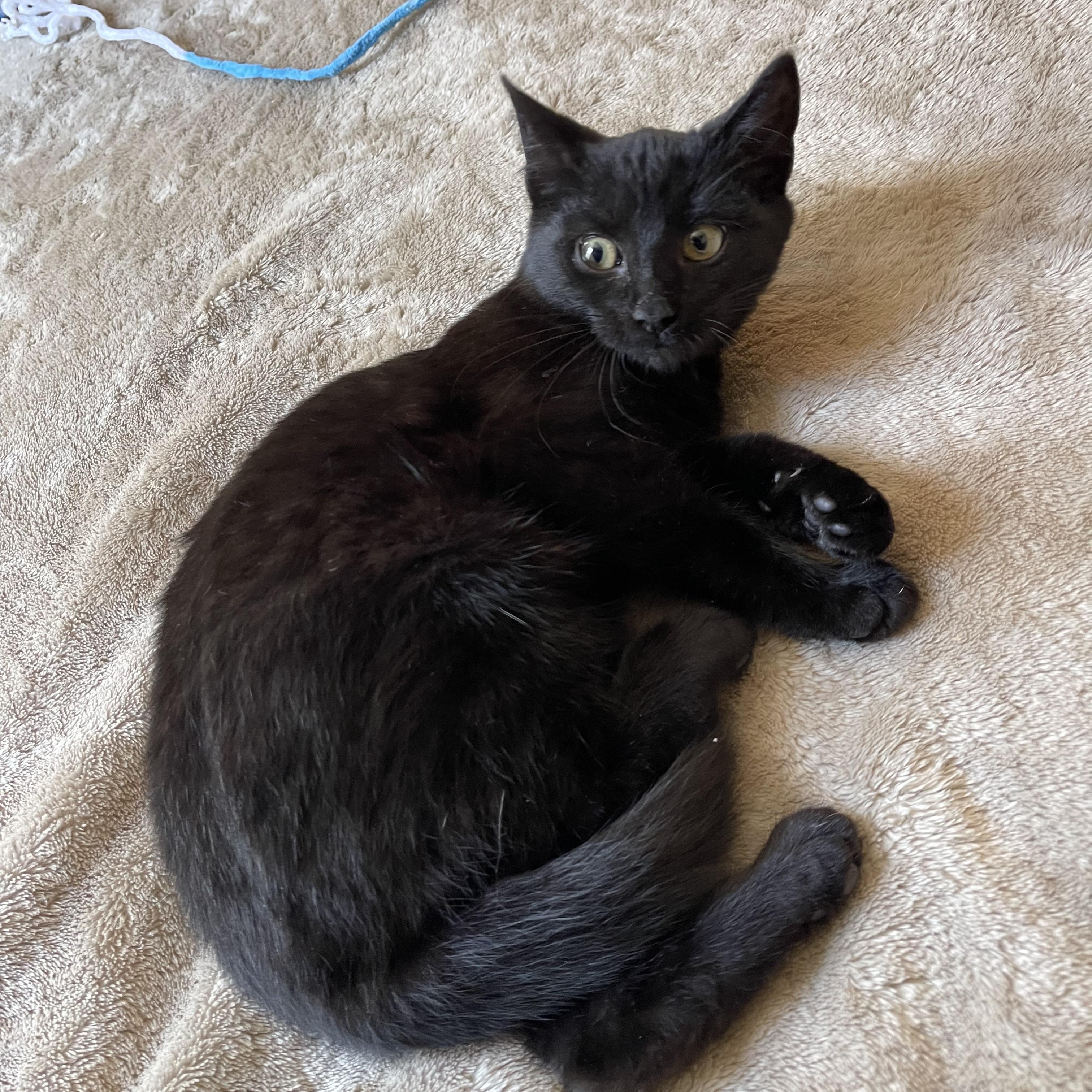 Smolder, a Adoptable mixed breed in Scranton, PA image 3/4